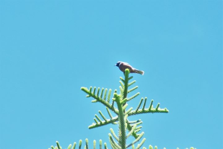 White-browed Woodswallow - ML144807751