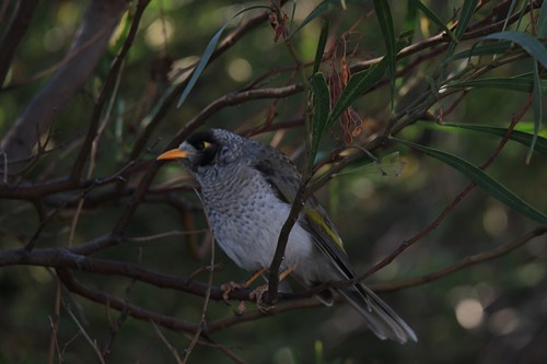 Noisy Miner - ML144807961