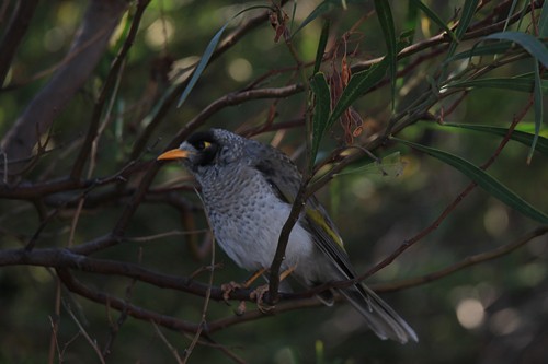 Weißstirn-Schwatzvogel - ML144807961