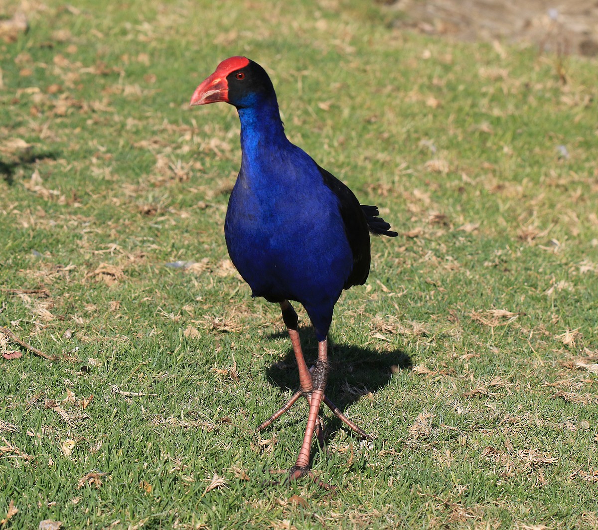 Australasian Swamphen - ML144808631