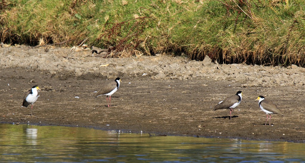 Masked Lapwing - ML144809001