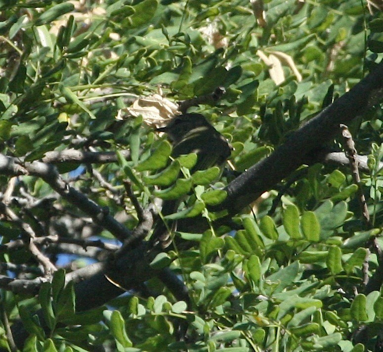 Greenish Elaenia (West Mexico) - ML144809781