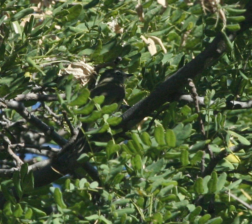 Greenish Elaenia (West Mexico) - ML144809811