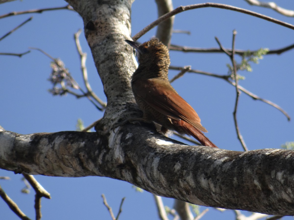 Northern Barred-Woodcreeper - ML144810421