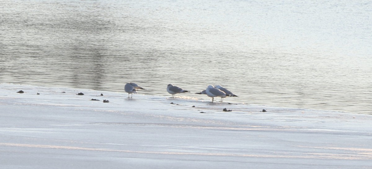 Short-billed Gull - ML144810511