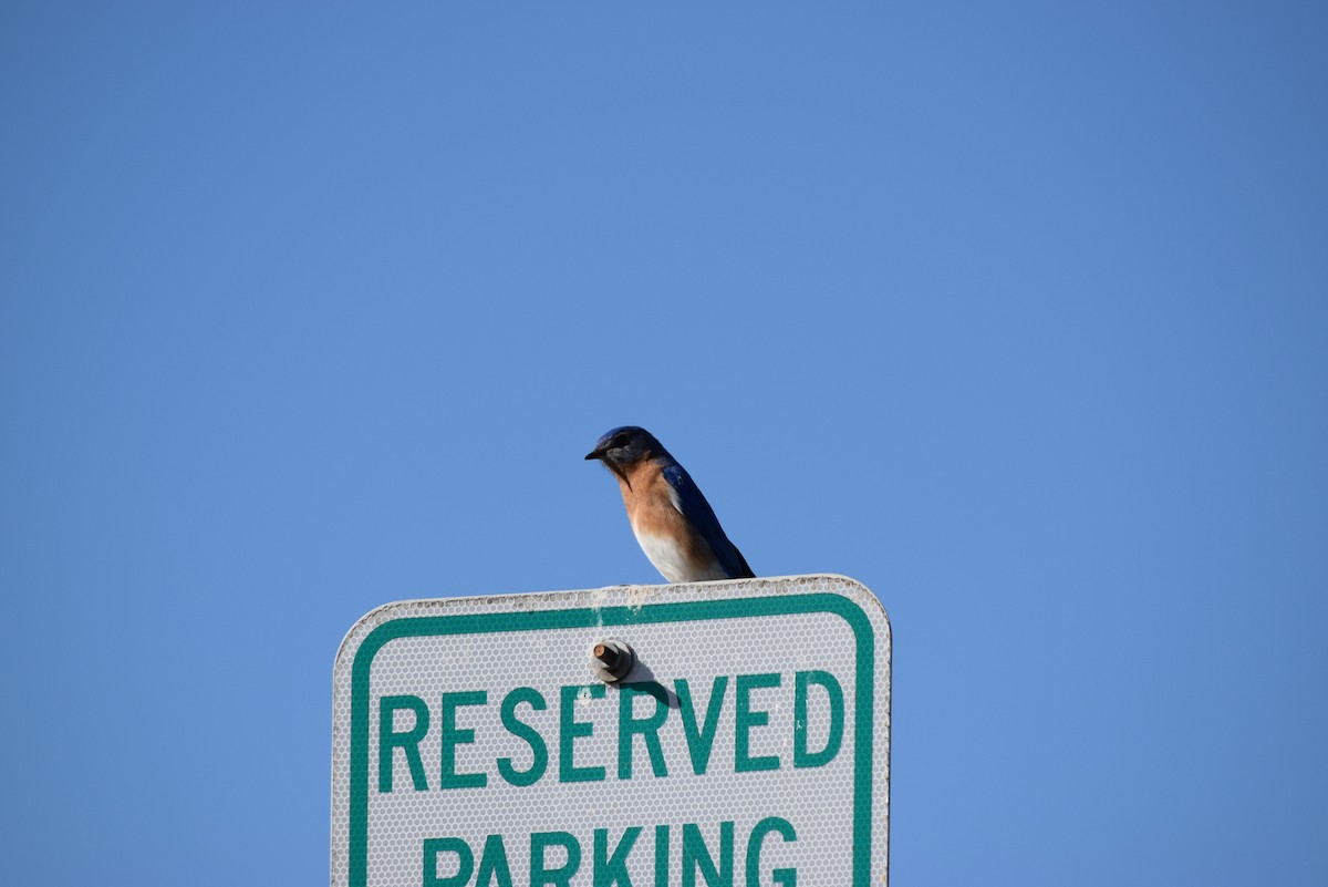 Eastern Bluebird - Zack Saavedra