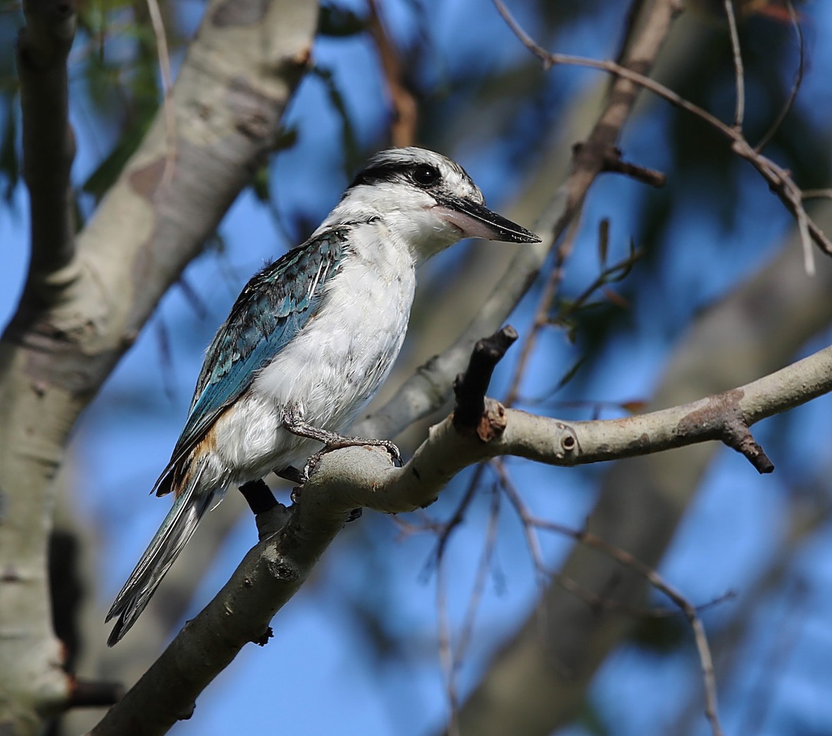 Red-backed Kingfisher - ML144813761