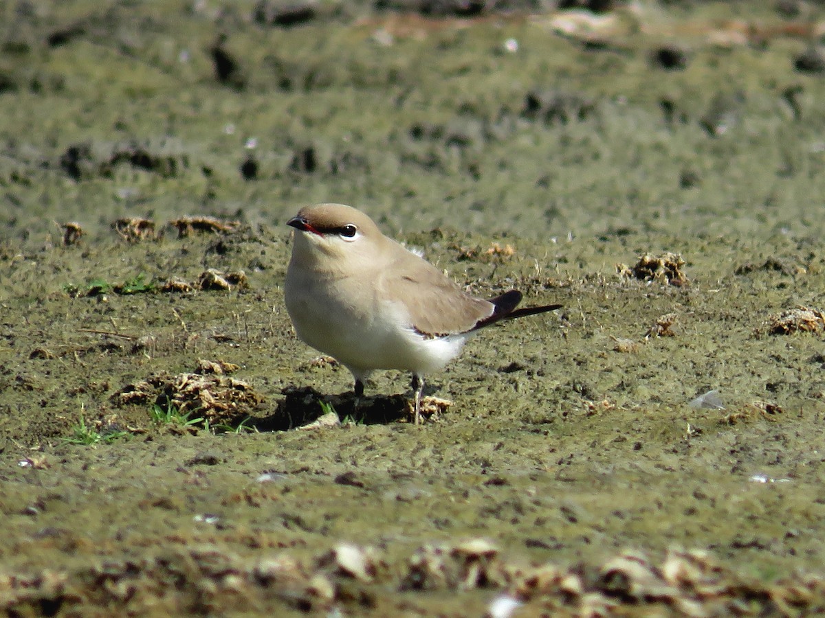 Small Pratincole - ML144813881