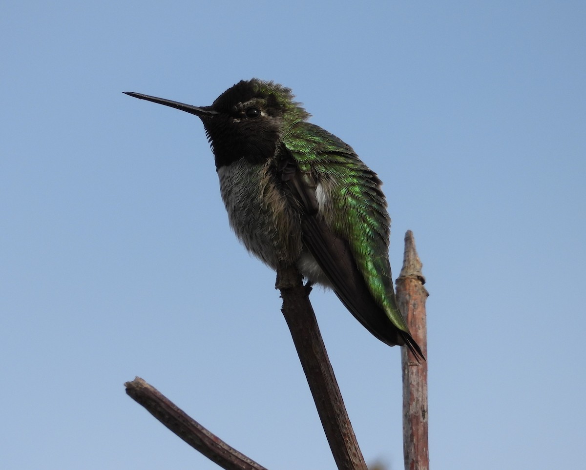 rødmaskekolibri - ML144813891