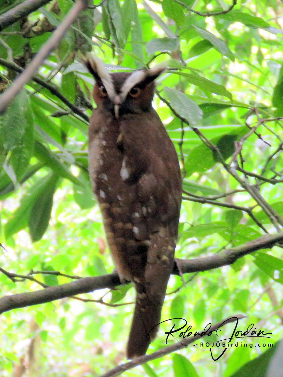Crested Owl - ML144814081