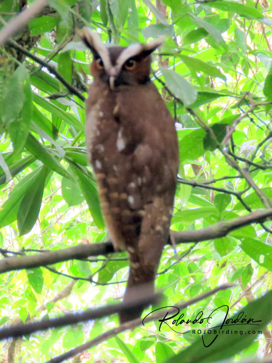 Crested Owl - ML144814091