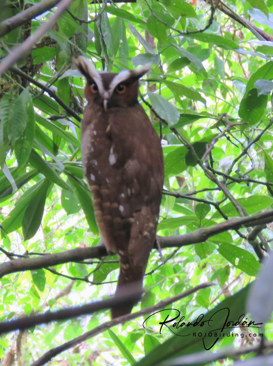 Crested Owl - ML144814101