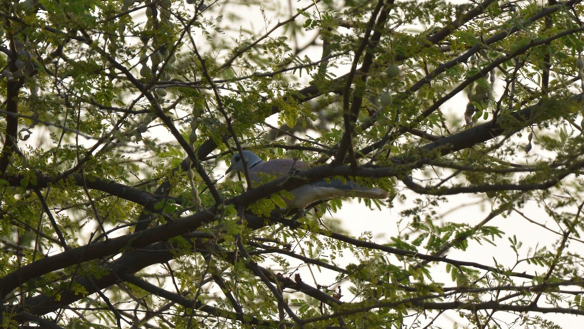 Red Collared-Dove - Prem Prakash Garg