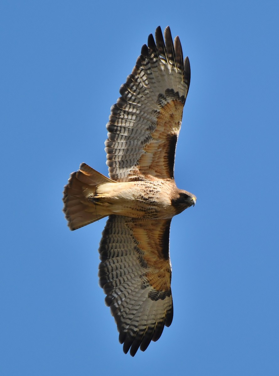 Red-tailed Hawk - ML144815001