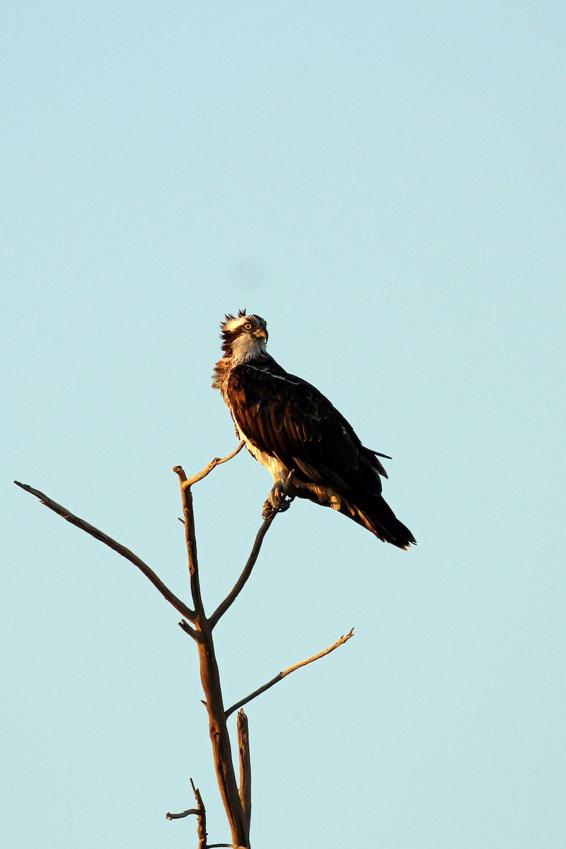 Águila Pescadora - ML144815821