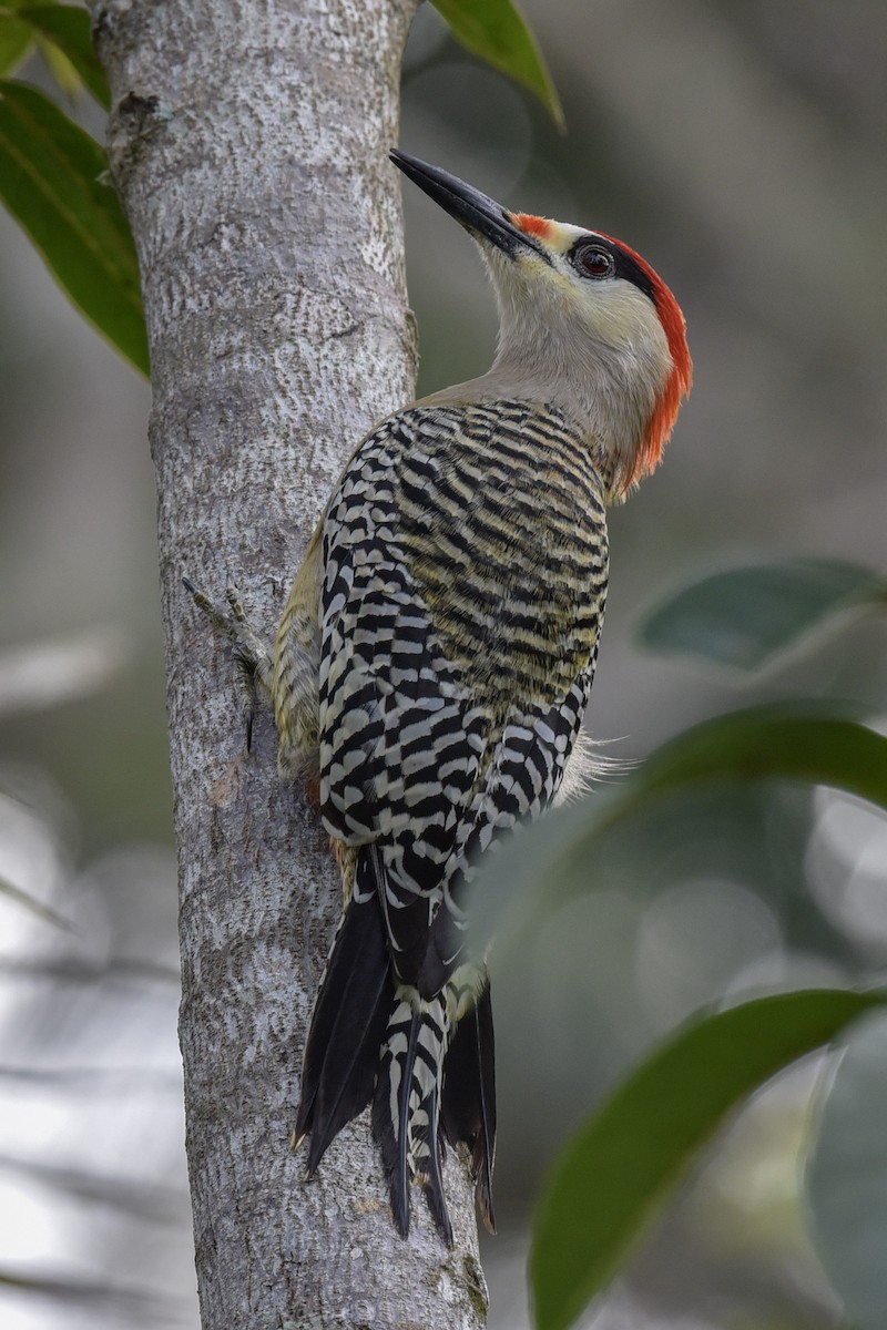 West Indian Woodpecker - Anonymous