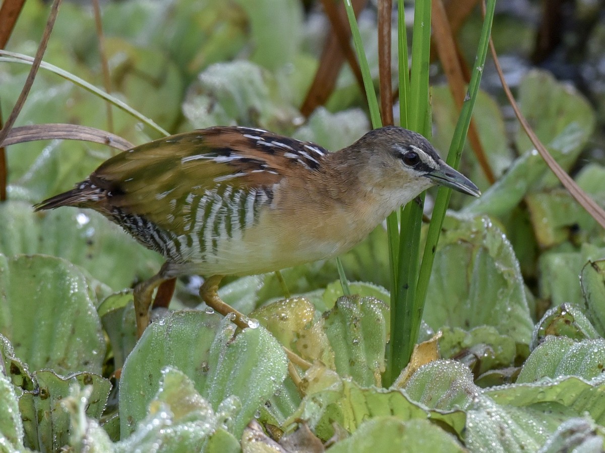 Yellow-breasted Crake - ML144817181