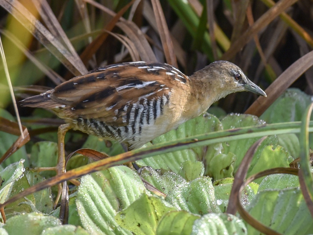 Yellow-breasted Crake - ML144817191