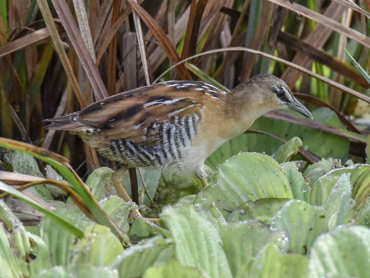 Yellow-breasted Crake - ML144817201