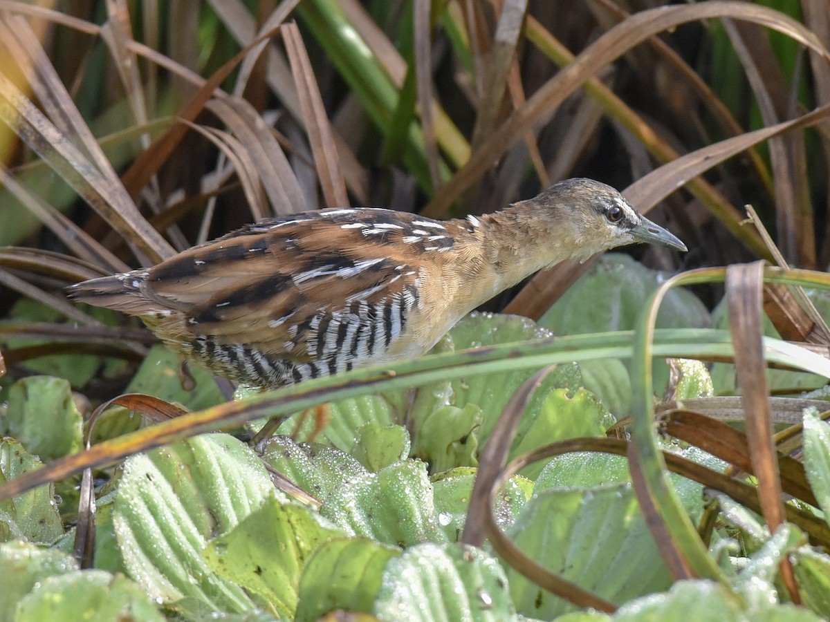 Yellow-breasted Crake - Anonymous