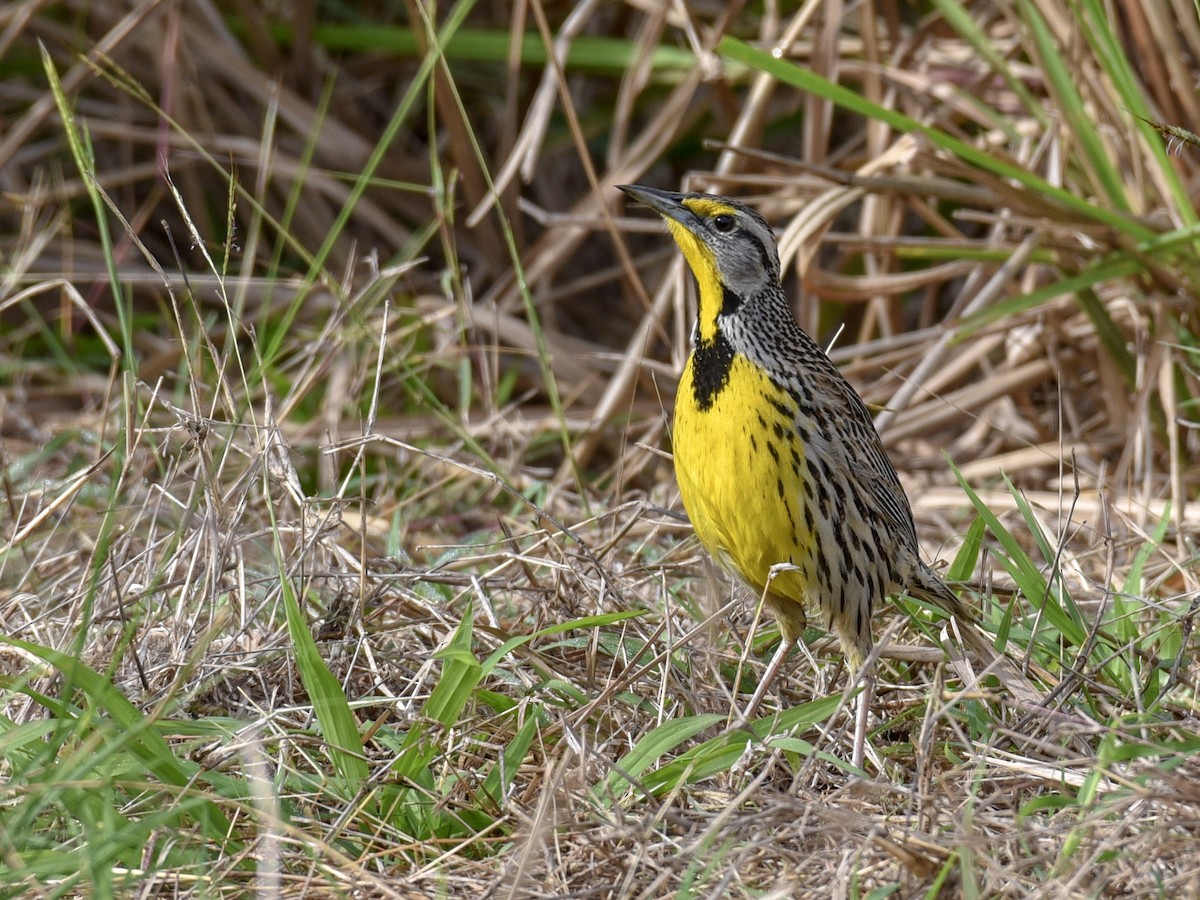 Eastern Meadowlark (Cuban) - ML144817541