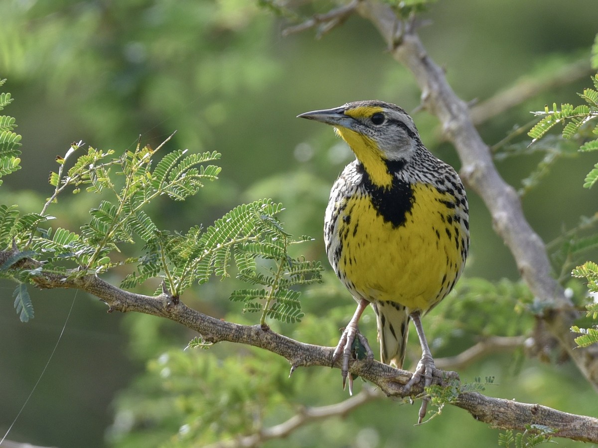 Eastern Meadowlark (Cuban) - ML144817551