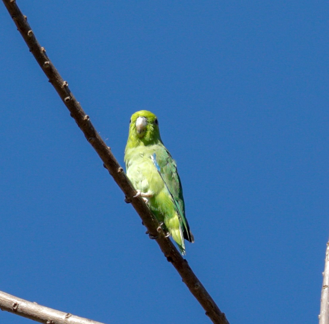 Мексиканский воробьиный попугайчик - ML144819121