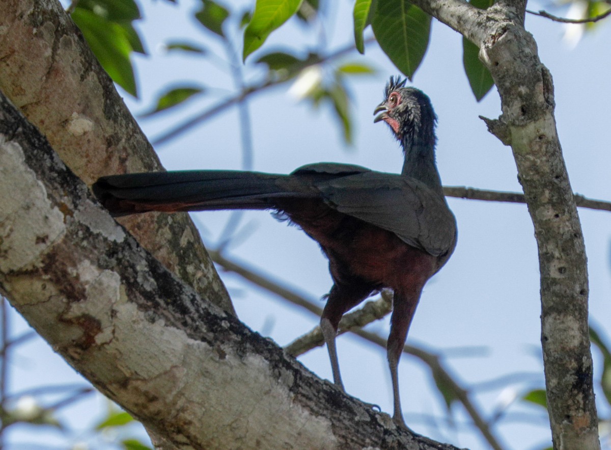 Rufous-bellied Chachalaca - ML144819801