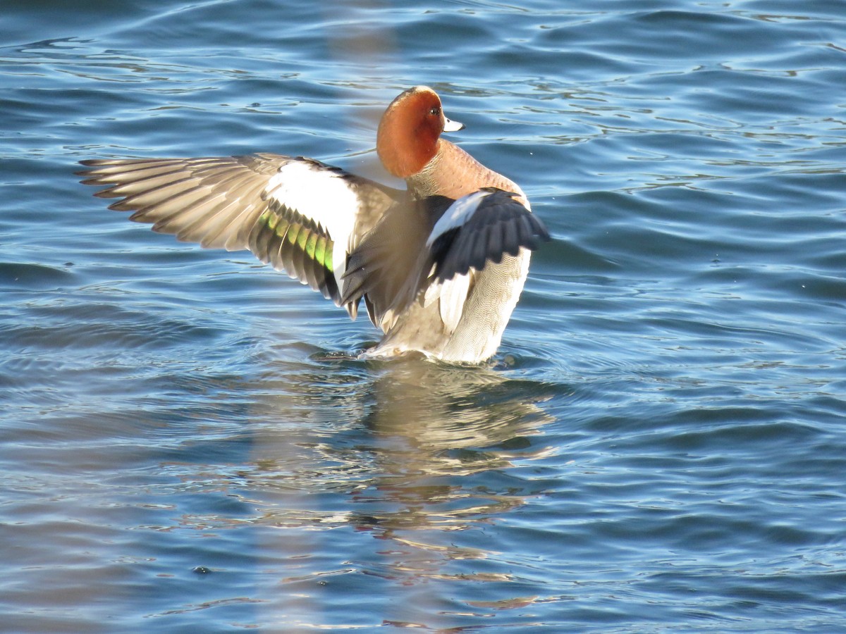 Eurasian Wigeon - ML144822131