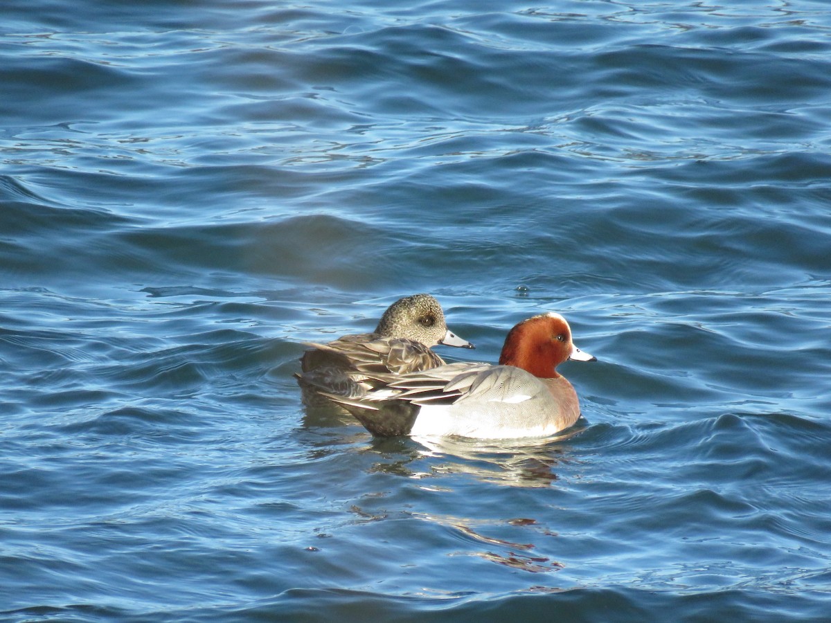 Eurasian Wigeon - ML144822161