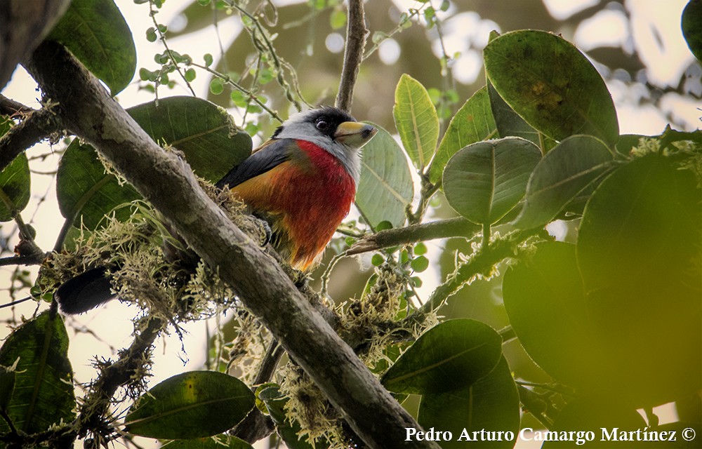 Toucan Barbet - ML144822241