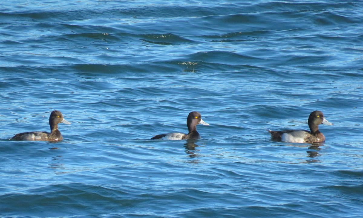 Greater/Lesser Scaup - ML144822271
