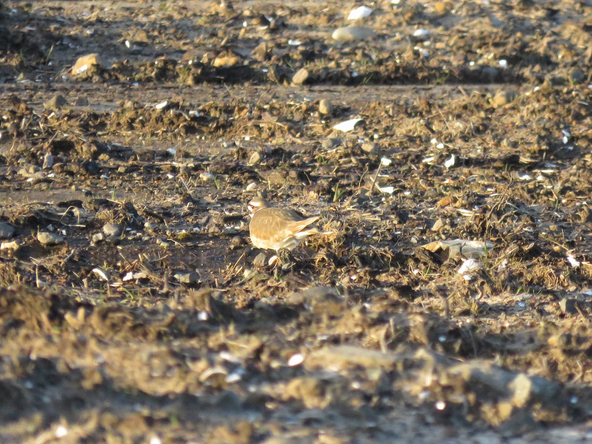 Killdeer - ML144822311