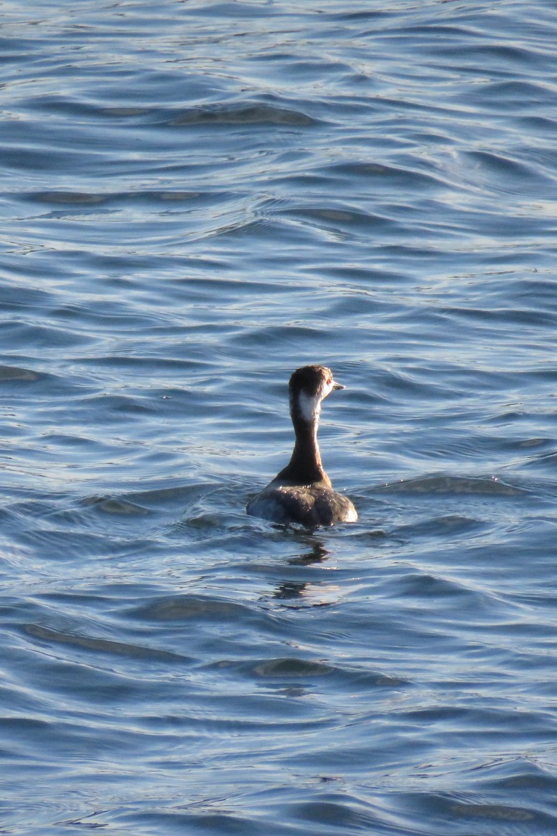 Horned Grebe - ML144822351