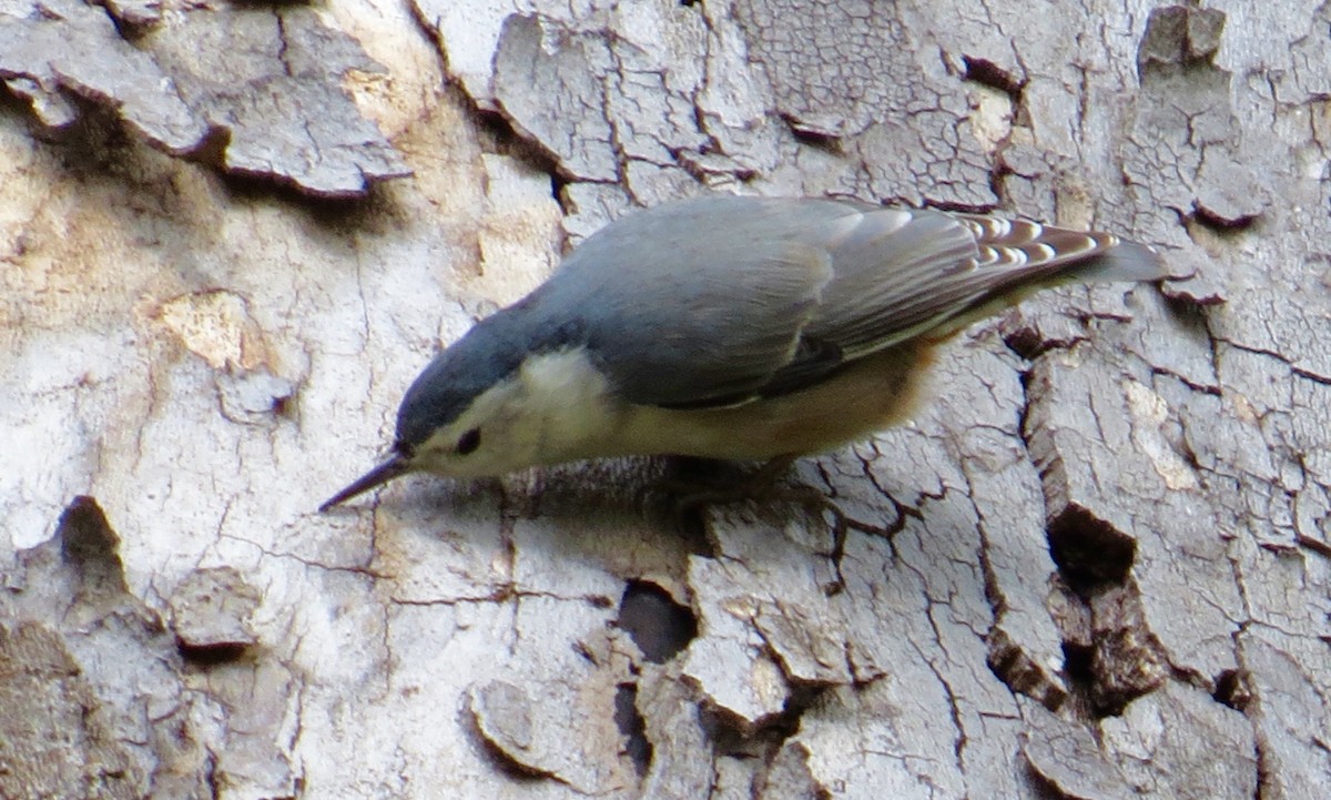 White-breasted Nuthatch - ML144822371