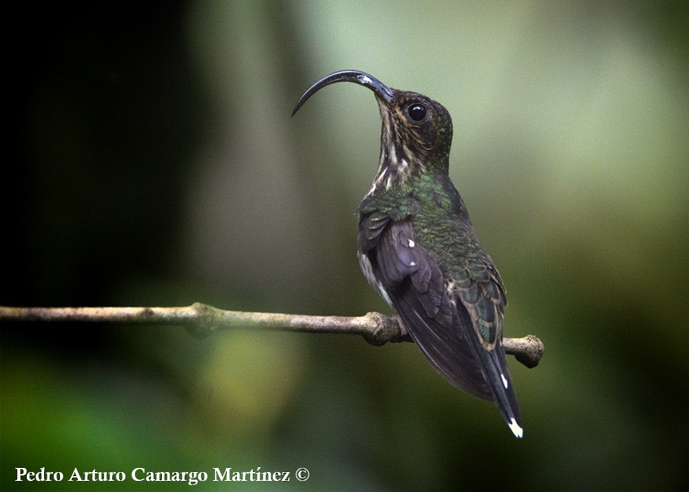 White-tipped Sicklebill - Pedro Arturo Camargo Martínez