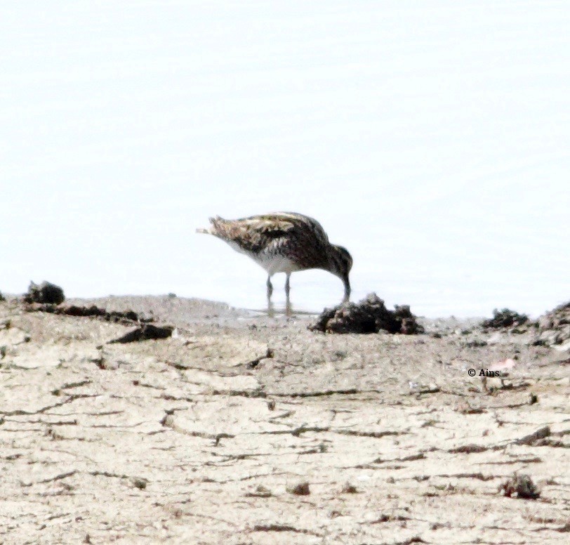 Common Snipe - ML144824211