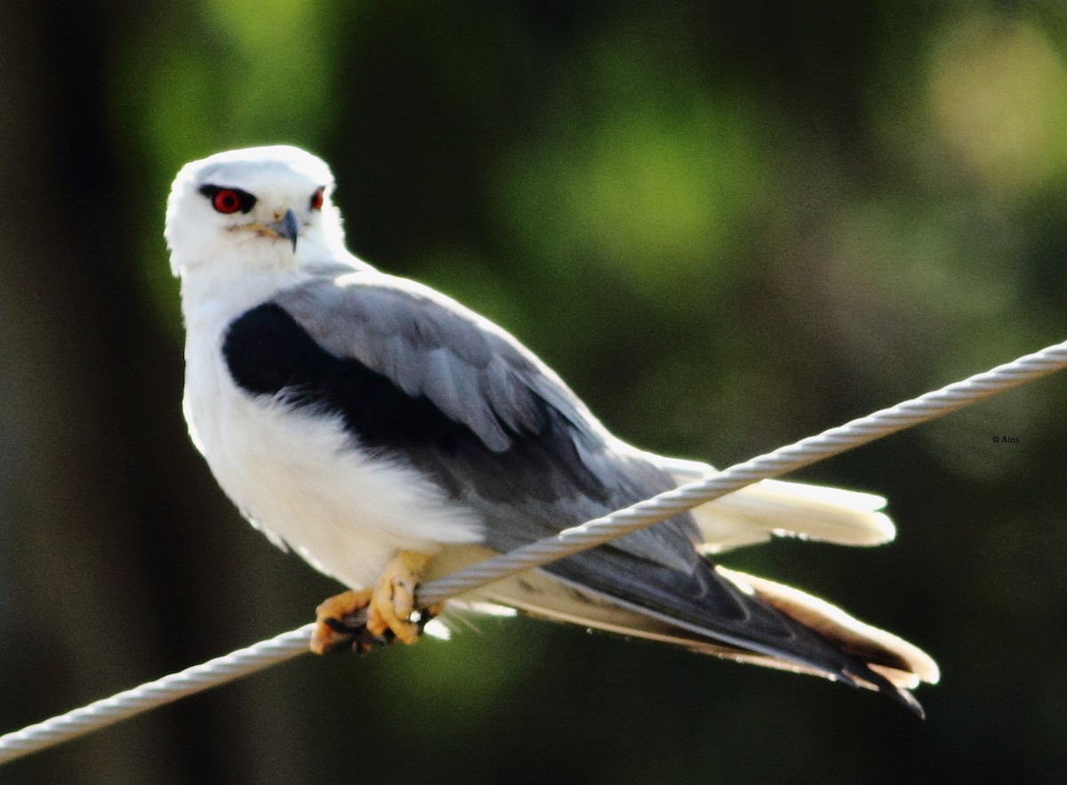 Black-winged Kite - Ains Priestman