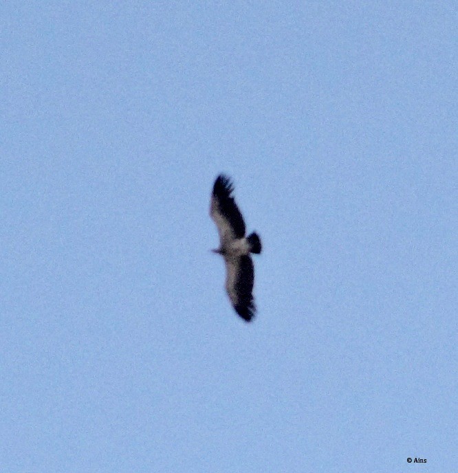 White-rumped Vulture - Ains Priestman