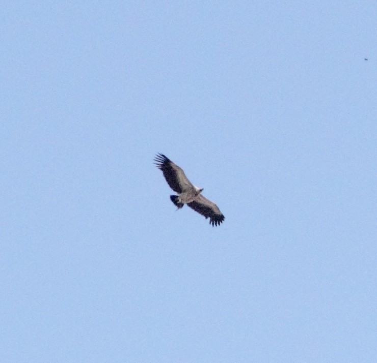 White-rumped Vulture - ML144825071