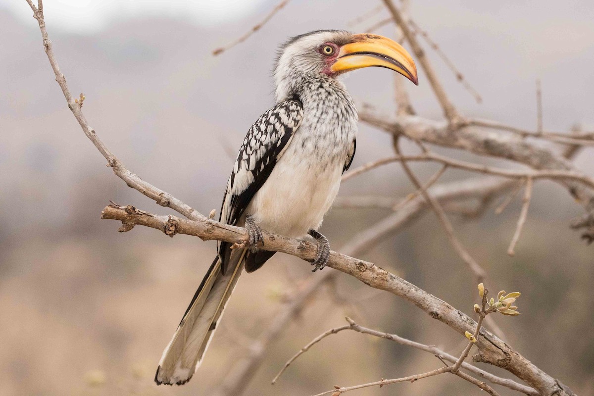 Southern Yellow-billed Hornbill - ML144825371