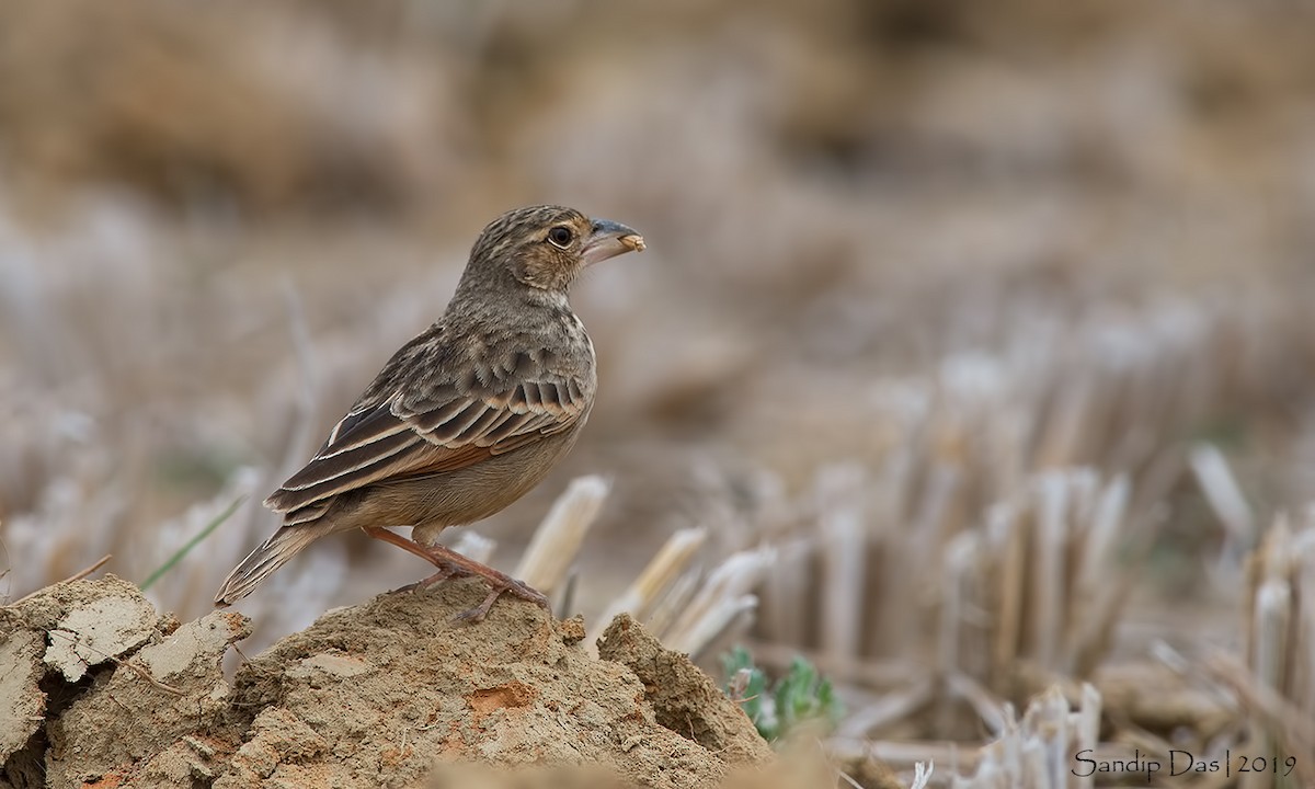 Bengal Bushlark - ML144825701