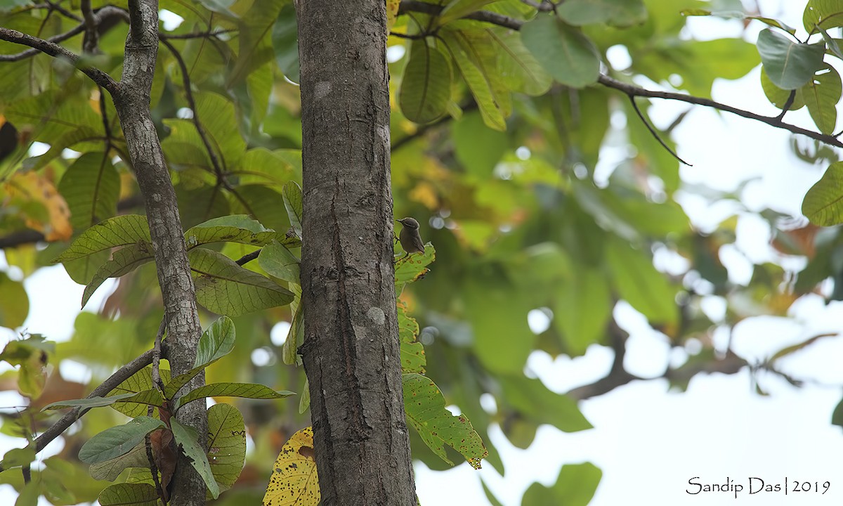 Sulphur-bellied Warbler - ML144825801