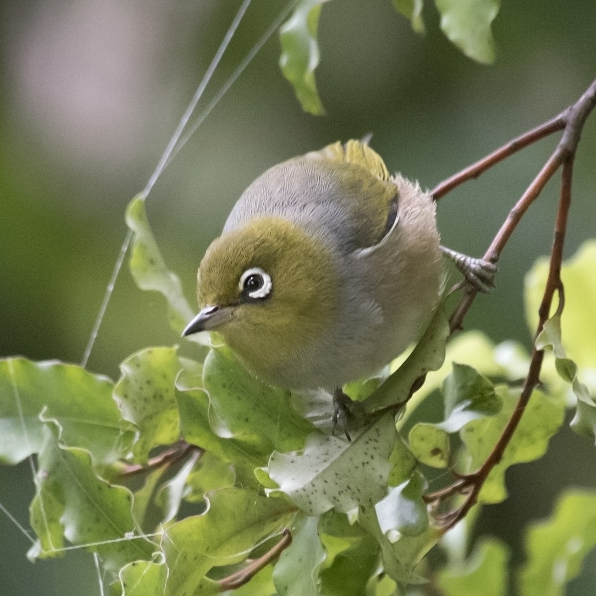 Silvereye - ML144826741