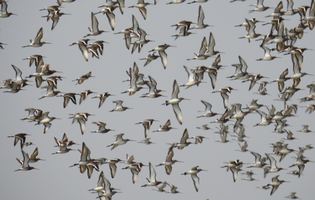 Black-tailed Godwit - ML144829091