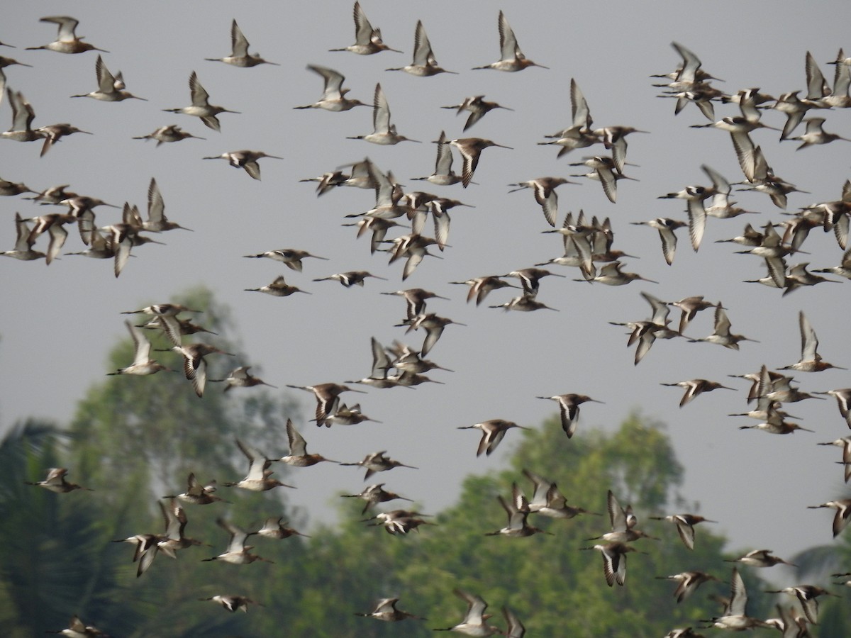 Black-tailed Godwit - ML144829101