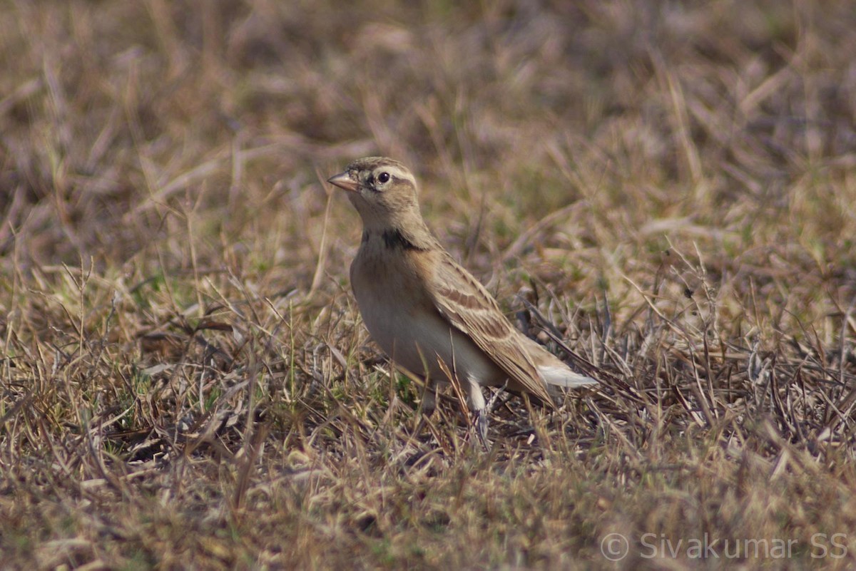 Mongolian Short-toed Lark - ML144832181