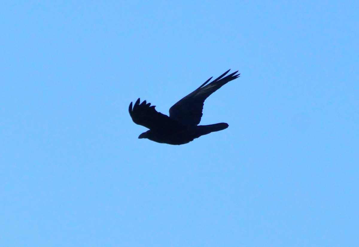 Common Raven - ML144832441
