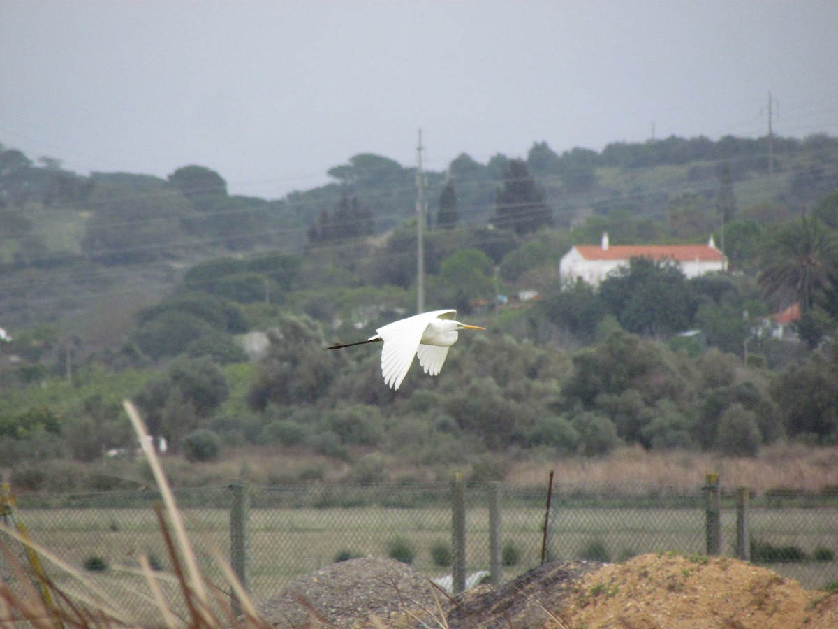 Great Egret - ML144833221