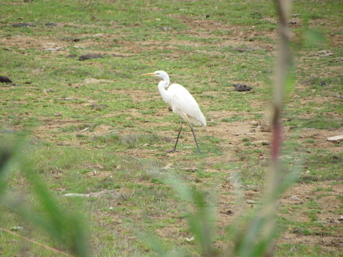 Great Egret - ML144833231